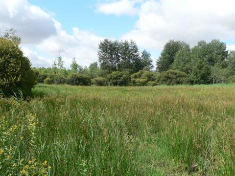 Bas-marais alcalin (c) CEN BN